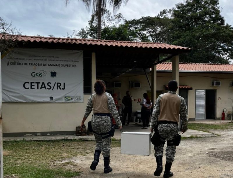 grupamento-tatico-ambiental-resgata-jiboia-em-mesquita