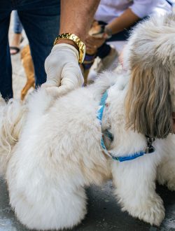 Campanha de Vacinação Antirrábica em Mesquita no sábado, dia 8