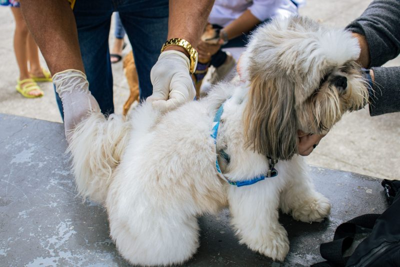 campanha-de-vacinacao-antirrabica-em-mesquita-no-sabado-dia-8