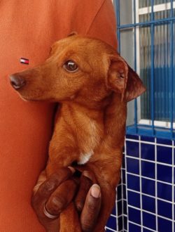 Vacinação antirrábica em Mesquita aplica mais de oito mil doses