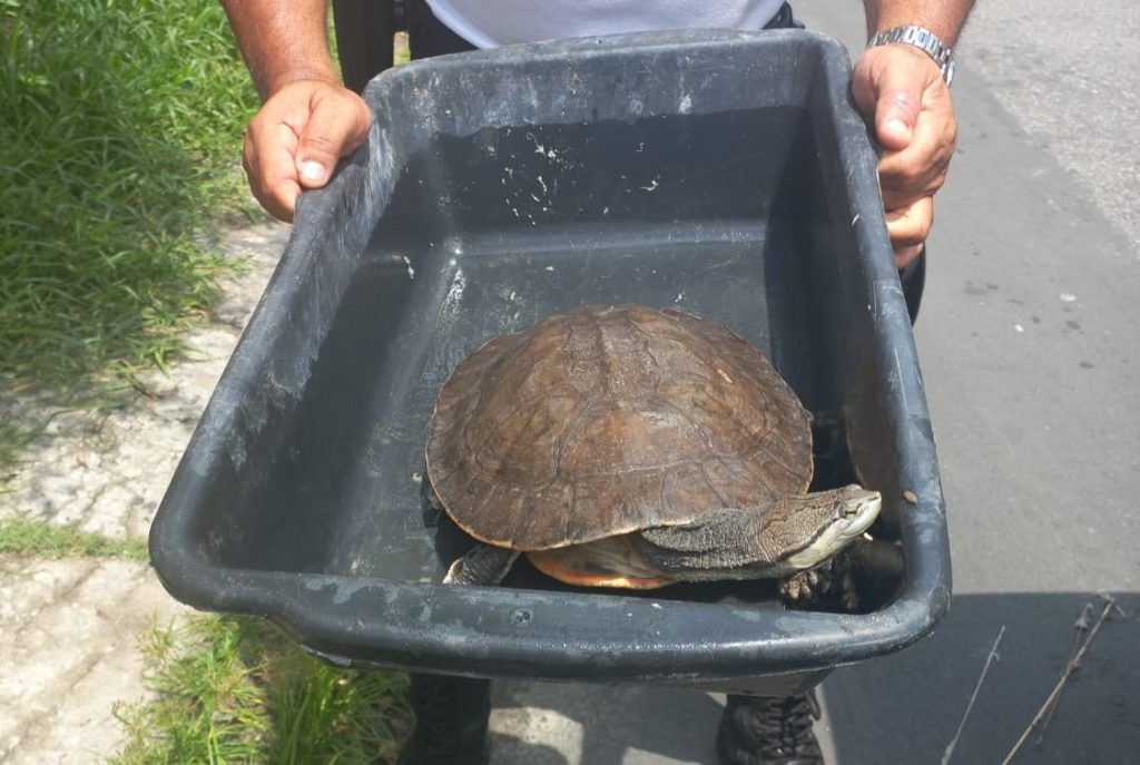 gtam-de-mesquita-resgata-cagado-na-jacutinga