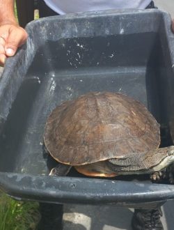 GTAM de Mesquita resgata cágado na Jacutinga