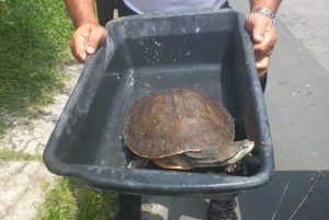 gtam-de-mesquita-resgata-cagado-na-jacutinga